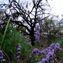 Hovea heterophylla (Common Hovea) at Block 402 - 25 Aug 2022 by Kurt