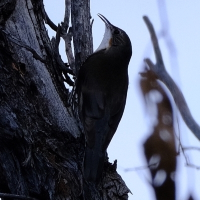 Cormobates leucophaea (White-throated Treecreeper) at Denman Prospect 2 Estate Deferred Area (Block 12) - 25 Aug 2022 by Kurt