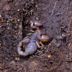 Urodacus manicatus (Black Rock Scorpion) at Denman Prospect 2 Estate Deferred Area (Block 12) - 25 Aug 2022 by Kurt