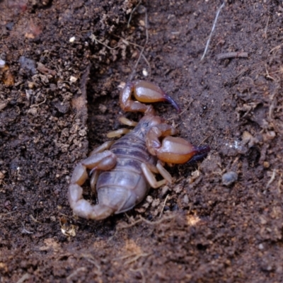 Urodacus manicatus (Black Rock Scorpion) at Molonglo Valley, ACT - 25 Aug 2022 by Kurt