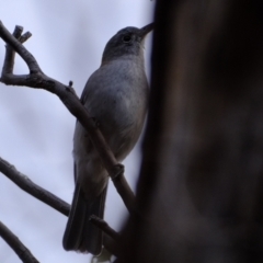 Colluricincla harmonica (Grey Shrikethrush) at Stromlo, ACT - 25 Aug 2022 by Kurt