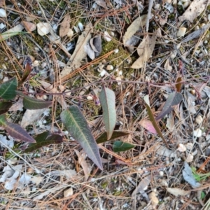 Hardenbergia violacea at Bungendore, NSW - 25 Aug 2022