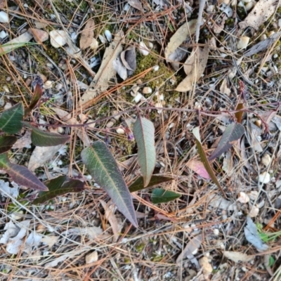 Hardenbergia violacea (False Sarsaparilla) at Bungendore, NSW - 25 Aug 2022 by clarehoneydove
