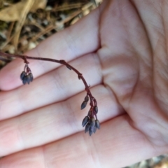 Hardenbergia violacea at Bungendore, NSW - 25 Aug 2022