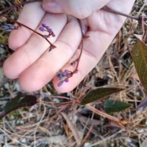 Hardenbergia violacea at Bungendore, NSW - 25 Aug 2022