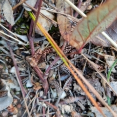 Hardenbergia violacea at Bungendore, NSW - 25 Aug 2022