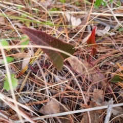 Hardenbergia violacea at Bungendore, NSW - 25 Aug 2022