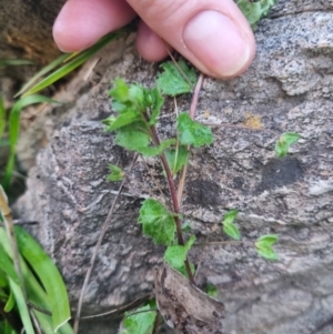 Veronica persica at Bungendore, NSW - suppressed