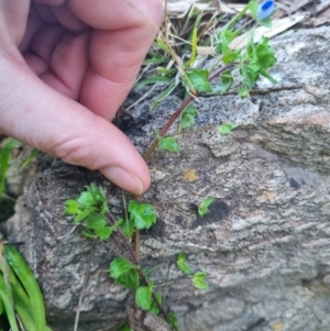 Veronica persica at Bungendore, NSW - suppressed