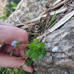 Veronica persica at Bungendore, NSW - suppressed