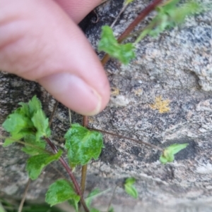 Veronica persica at Bungendore, NSW - suppressed