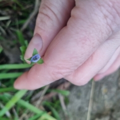 Veronica persica at Bungendore, NSW - suppressed