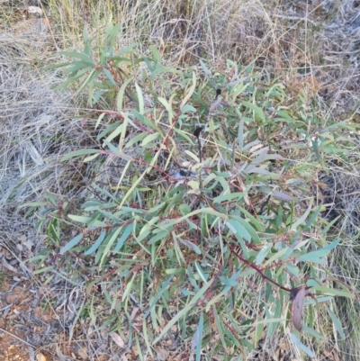 Eucalyptus mannifera (Brittle Gum) at QPRC LGA - 25 Aug 2022 by clarehoneydove