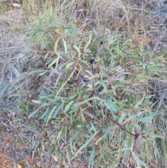Eucalyptus mannifera (Brittle Gum) at Bungendore, NSW - 25 Aug 2022 by clarehoneydove