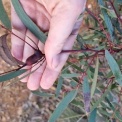 Eucalyptus mannifera at Bungendore, NSW - 25 Aug 2022