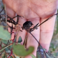 Eucalyptus mannifera at Bungendore, NSW - 25 Aug 2022