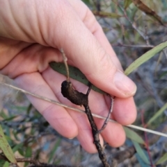 Eucalyptus mannifera at Bungendore, NSW - 25 Aug 2022