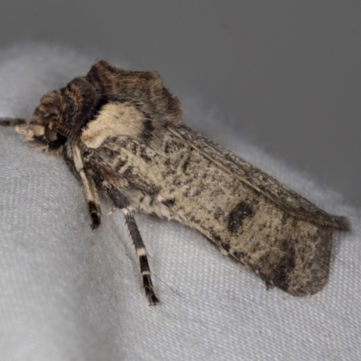 Agrotis porphyricollis (Variable Cutworm) at Higgins, ACT - 26 Apr 2022 by AlisonMilton