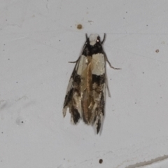 Euphiltra eroticella (A concealer moth) at Higgins, ACT - 26 Apr 2022 by AlisonMilton