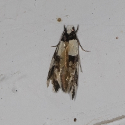 Euphiltra eroticella (A Concealer moth (Wingia group)) at Higgins, ACT - 26 Apr 2022 by AlisonMilton