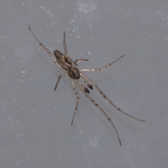Cheiracanthium sp. (genus) (Unidentified Slender Sac Spider) at Higgins, ACT - 21 Aug 2022 by AlisonMilton