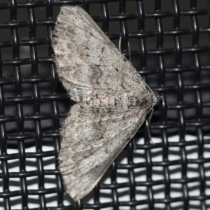 Didymoctenia exsuperata at Higgins, ACT - 21 Aug 2022