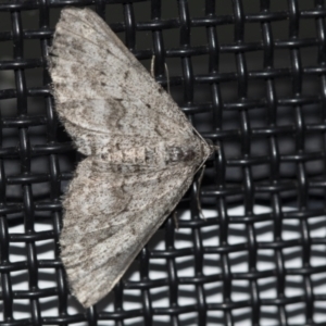 Didymoctenia exsuperata at Higgins, ACT - 21 Aug 2022