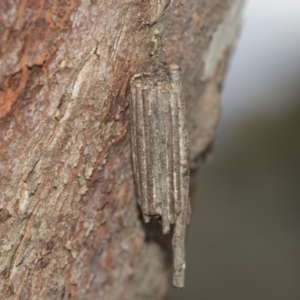 Clania (genus) at McKellar, ACT - 25 Aug 2022 12:57 PM