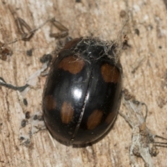 Paropsisterna beata (Blessed Leaf Beetle) at Lake Ginninderra - 25 Aug 2022 by AlisonMilton