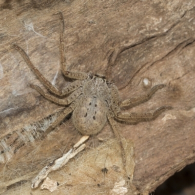 Sparassidae (family) (A Huntsman Spider) at Lake Ginninderra - 25 Aug 2022 by AlisonMilton