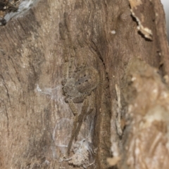 Sparassidae (family) at McKellar, ACT - 25 Aug 2022