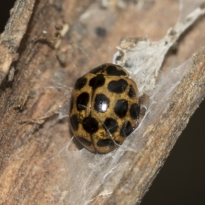 Harmonia conformis at McKellar, ACT - 25 Aug 2022