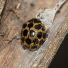 Harmonia conformis at McKellar, ACT - 25 Aug 2022 01:10 PM