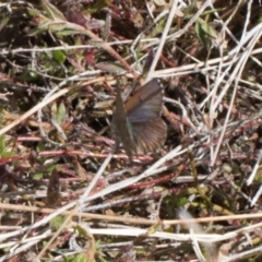 Paralucia crosbyi (Violet Copper Butterfly) at Rendezvous Creek, ACT - 25 Aug 2022 by RAllen