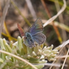 Paralucia spinifera (Bathurst or Purple Copper Butterfly) at suppressed - 25 Aug 2022 by RAllen