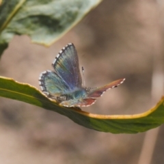 Paralucia spinifera (Bathurst or Purple Copper Butterfly) at Namadgi National Park - 25 Aug 2022 by RAllen