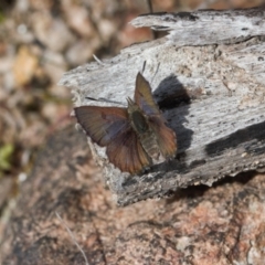 Paralucia crosbyi (Violet Copper Butterfly) at Rendezvous Creek, ACT - 25 Aug 2022 by RAllen