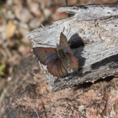 Paralucia spinifera (Bathurst or Purple Copper Butterfly) at Rendezvous Creek, ACT - 25 Aug 2022 by RAllen