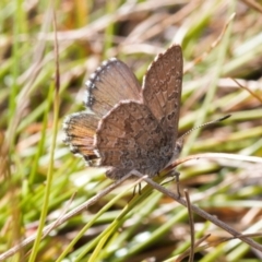 Paralucia crosbyi (Violet Copper Butterfly) at Rendezvous Creek, ACT - 25 Aug 2022 by RAllen