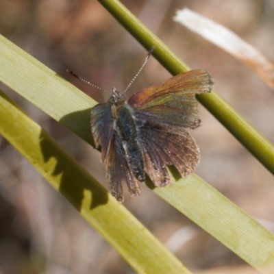 Paralucia crosbyi (Violet Copper Butterfly) by RAllen