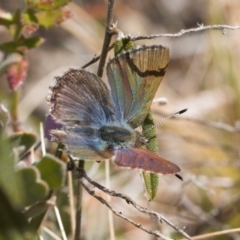 Paralucia crosbyi (Violet Copper Butterfly) by RAllen