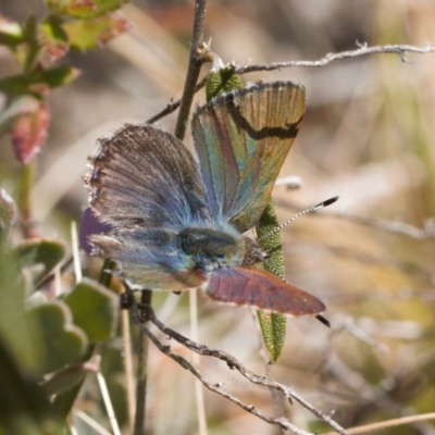 Paralucia crosbyi (Violet Copper Butterfly) at Rendezvous Creek, ACT - 25 Aug 2022 by RAllen