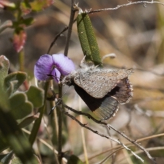 Paralucia crosbyi at suppressed - 25 Aug 2022