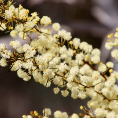 Acacia genistifolia (Early Wattle) at Bungendore, NSW - 25 Aug 2022 by LisaH