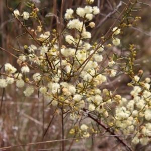 Acacia genistifolia at Bungendore, NSW - 25 Aug 2022