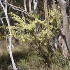 Acacia genistifolia at Bungendore, NSW - 25 Aug 2022 11:40 AM