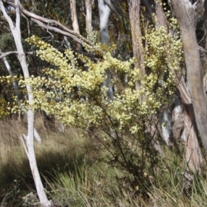 Acacia genistifolia at Bungendore, NSW - 25 Aug 2022