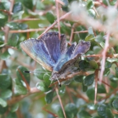 Paralucia crosbyi (Violet Copper Butterfly) at Rendezvous Creek, ACT - 25 Aug 2022 by RAllen