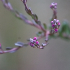 Comesperma ericinum (Heath Milkwort) at Bungendore, NSW - 25 Aug 2022 by LisaH