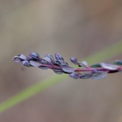 Comesperma ericinum at Bungendore, NSW - 25 Aug 2022 11:48 AM